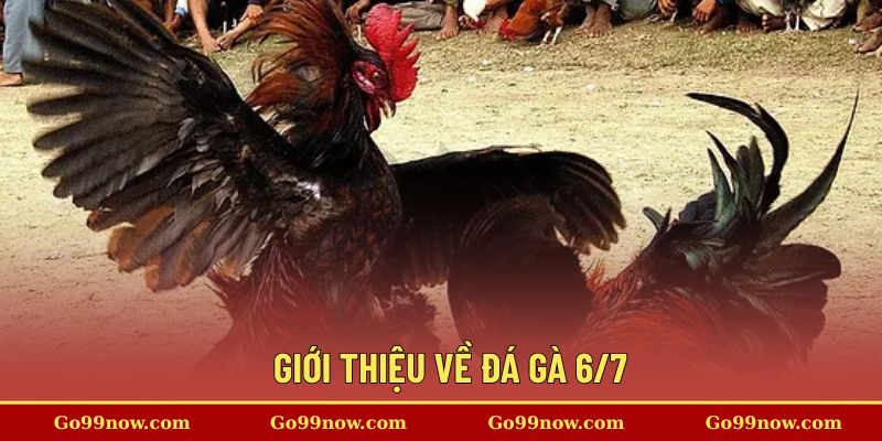 Giới thiệu về đá gà 6/7