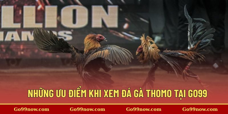 Ưu điểm nổi bật khi xem đá gà thomo trực tiếp tại nhà cái